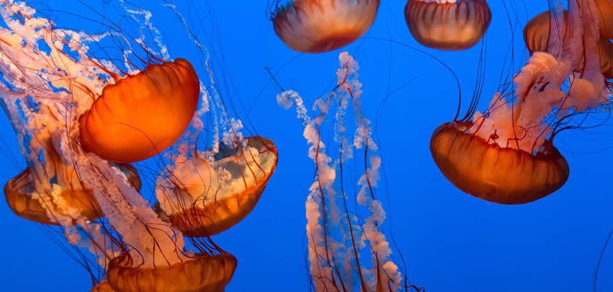 Sea Nettle Jellyfish on a blue background.