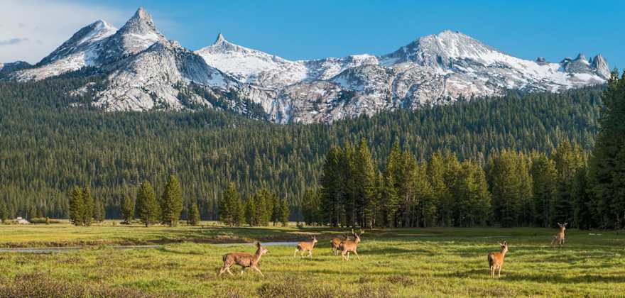 deer prance through Tuolumne Meadows in Yosemite National Park as the Cathedral Range looms in background