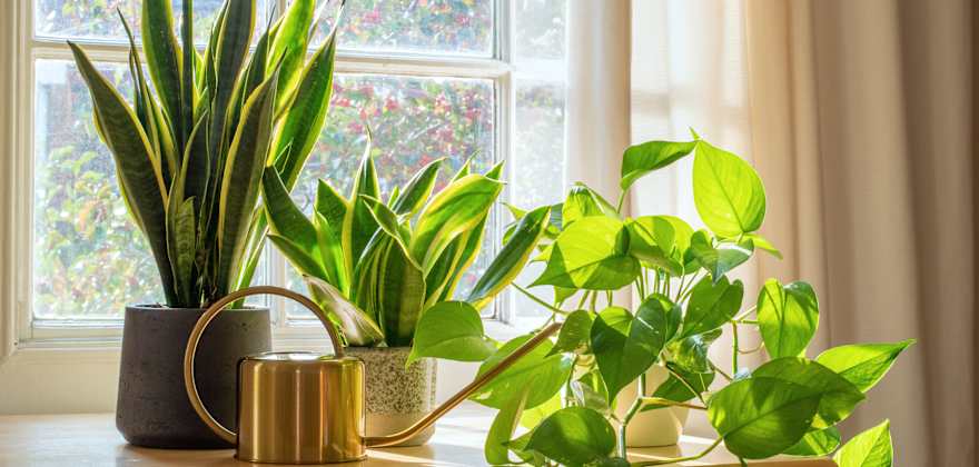 11 Tips for Growing Happy Houseplants