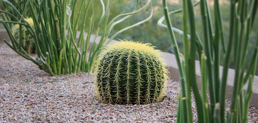 How to Make Your Yard More Fire Resistant