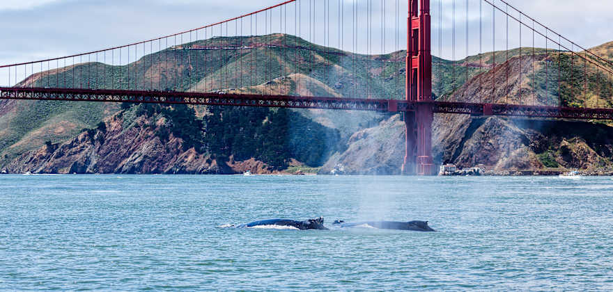 Must-See Wildlife Migrations in the West