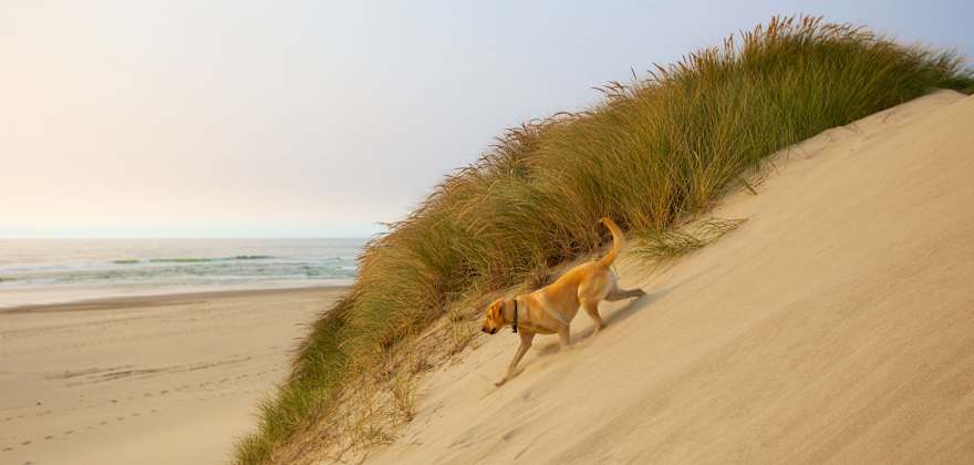 yellow Labrador retriever hiking at the Oregon Dunes National Recreation Area