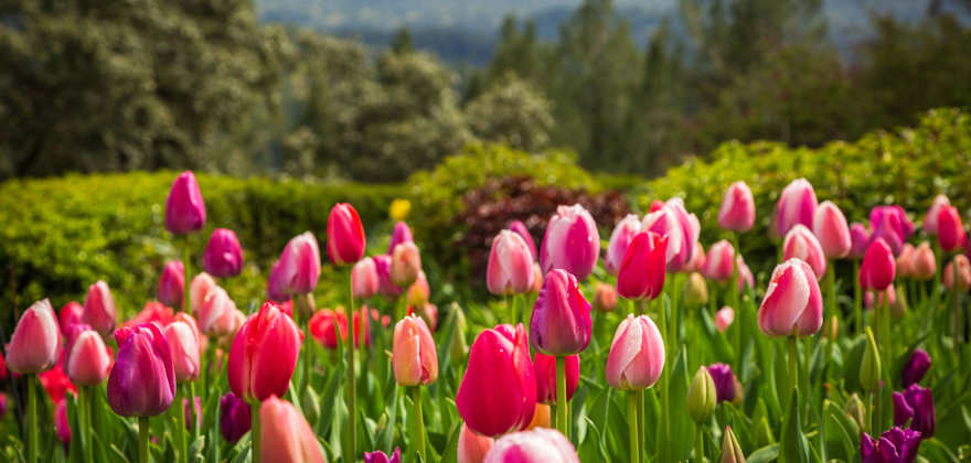 Favorite Gardens in the West
