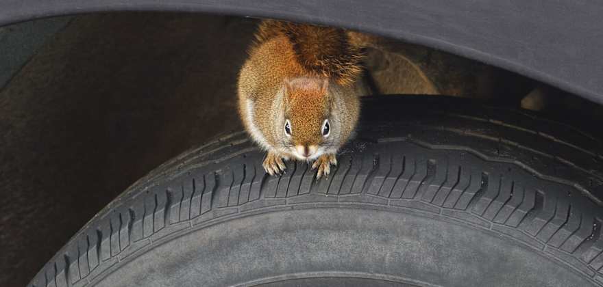 How to Keep Animals Out of Your Car