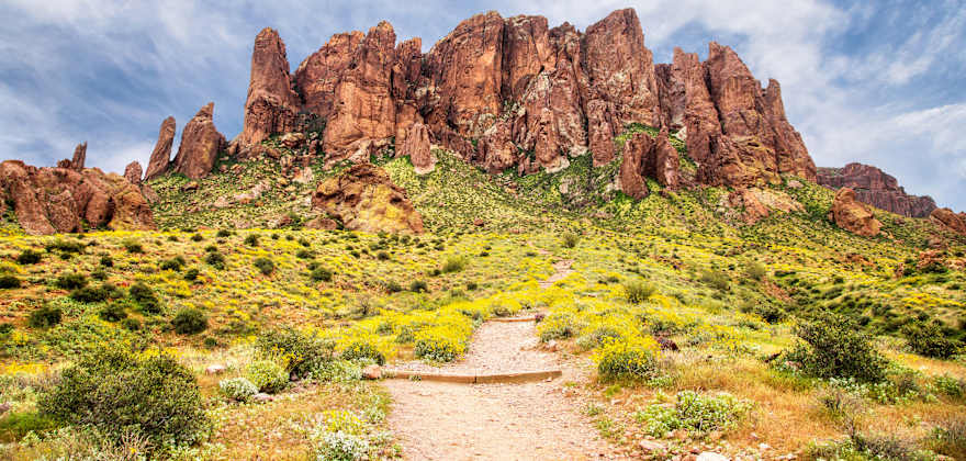 Wildflowers line the Treasure Loop Trail into the Flairon at Lost Dutchman State Park in the Superstition Mountains.