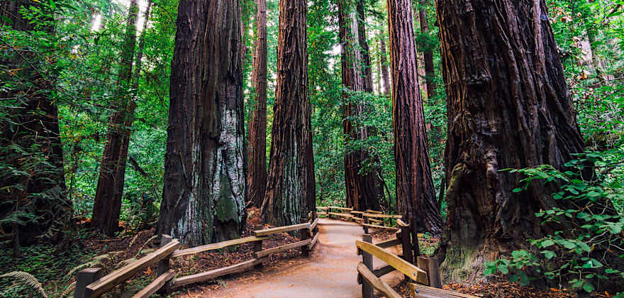 A trail through Muir Woods National Monument.