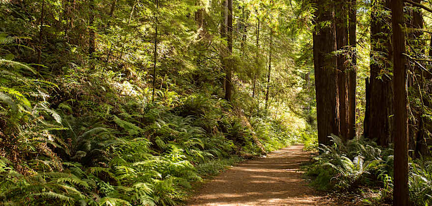 Hiking path winds through towering redwoods in Mendocino National Forest.