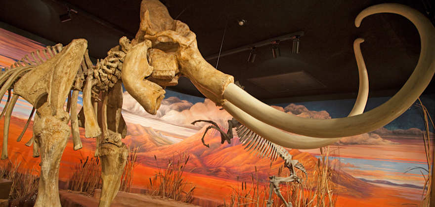 Columbian mammoth on exhibit the Nevada State Museum in Carson City