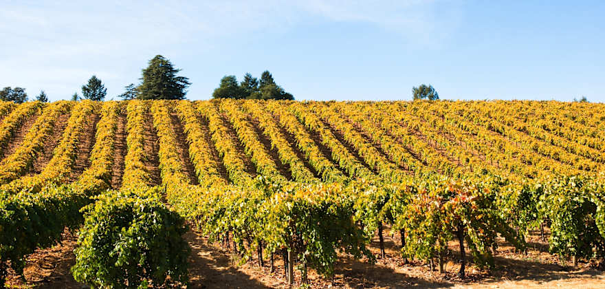 Best Healdsburg Wineries for Beginners