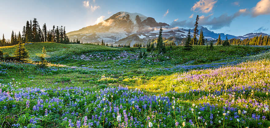 10 Best Places to See Alpine Wildflowers in the West