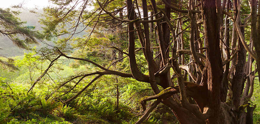 A trail winds through the trees to Shady Dell in Mendocino, California.