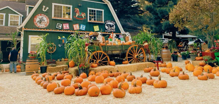Favorite Pumpkin Patches in the West