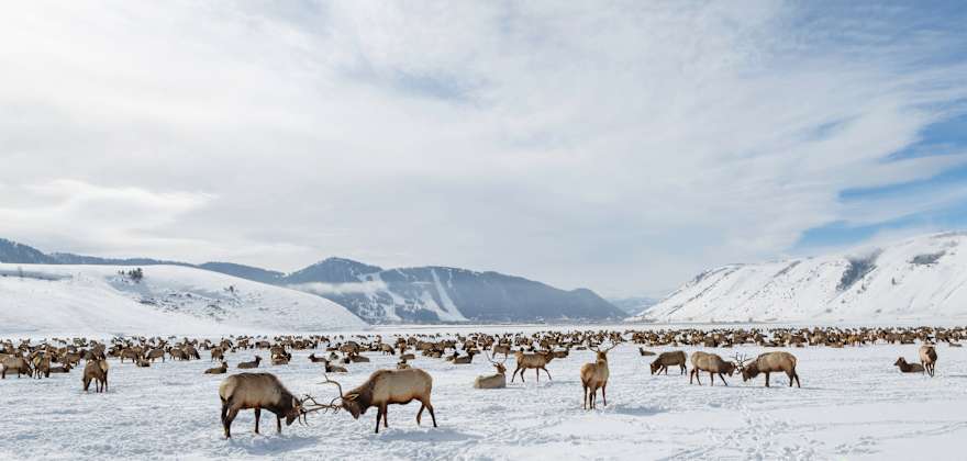 Elk roam at the National Elk Refuge near Jacksonhole, Wyoming and Teton National Park.
