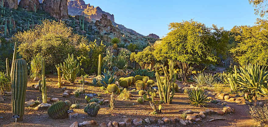 Morning view of the cactus and succulent gardens looking towards Magma Ridge at Boyce Thompson Arboretum.
