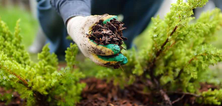 6 Reasons Your Garden Needs Mulch
