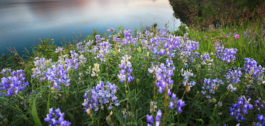 purple flowers are seen in the foreground in front of a lake and majestic reddish mountains