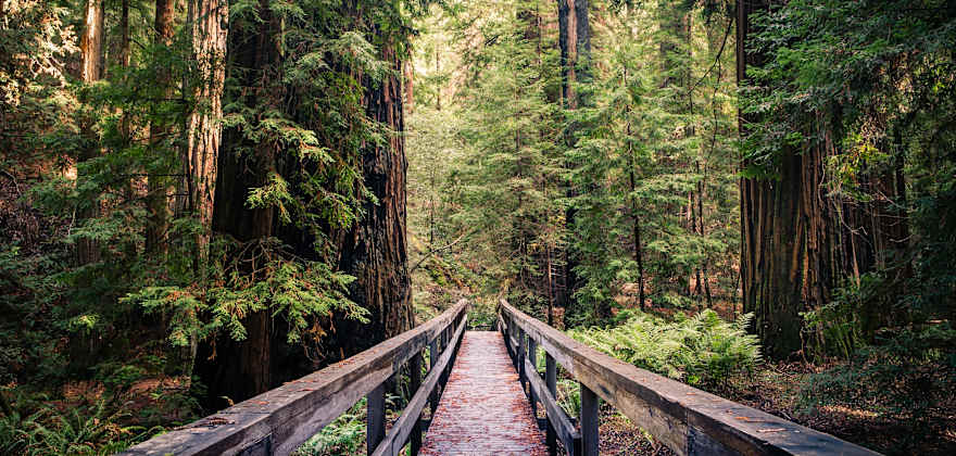 trail through redwoods in Mendocino, California