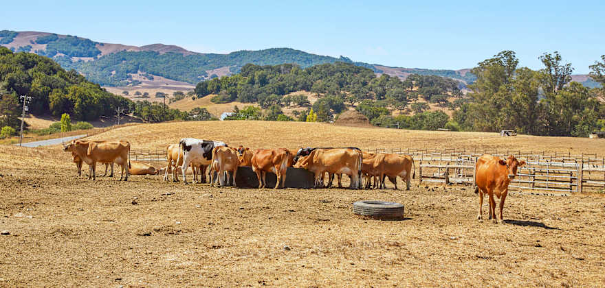 brown and black and white cows graze on brown grass