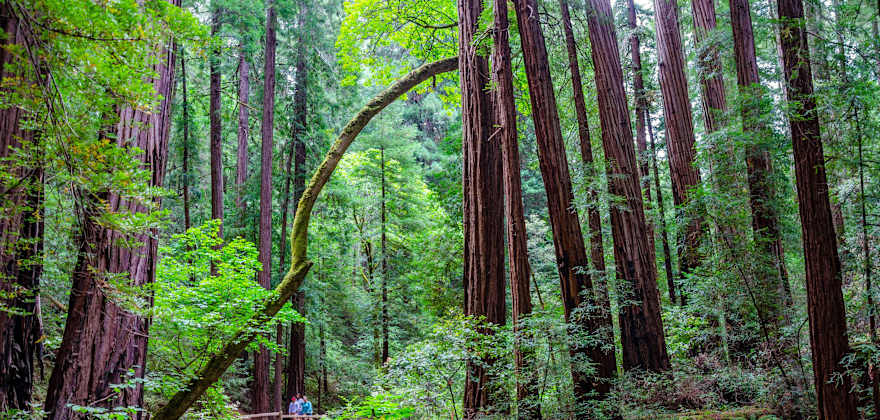 A group of friends walk through Muir Woods National Monument.