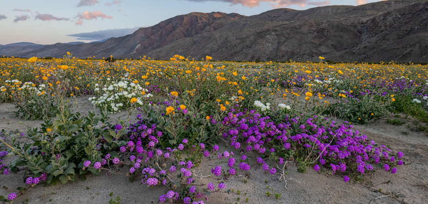 A field of blooming Desert Sand Verbena, Dune Evening Primrose, and Desert Sunflower wildflowers in California's Anza-Borrego Desert State Park.