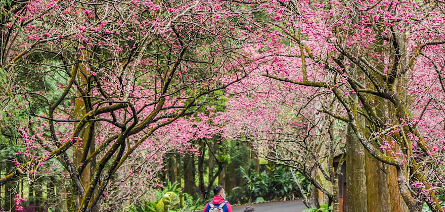 A couple walk through Sakura Garden At Formosan Aboriginal Culture Village, Cherry Blossom Festival, Sun Moon Lake (Sunmoonlake), Nantou, Taiwan.