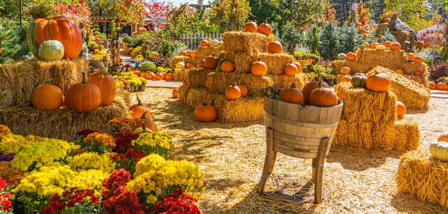 Pumpkins on display at Viola’s Pumpkin Patch in Flagstaff, Arizona.