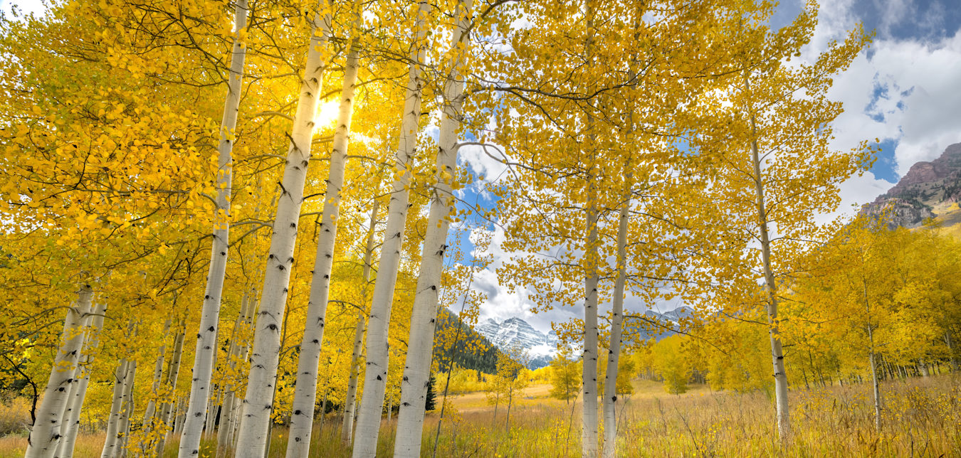 aspen trees in Colorado with yellow leaves