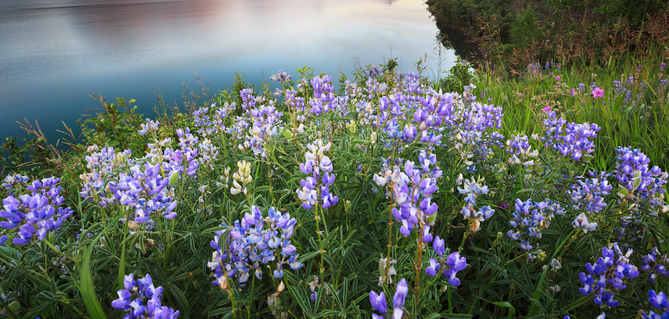 purple flowers are seen in the foreground in front of a lake and majestic reddish mountains