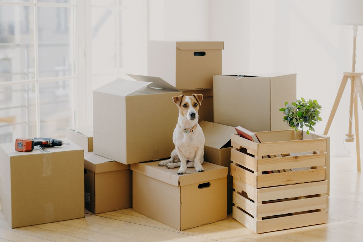 A room with some moving boxes and a dog sat on one of these boxes