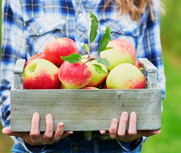 a woman in an orchard carries a wooden box filled with freshly picked apples, picture