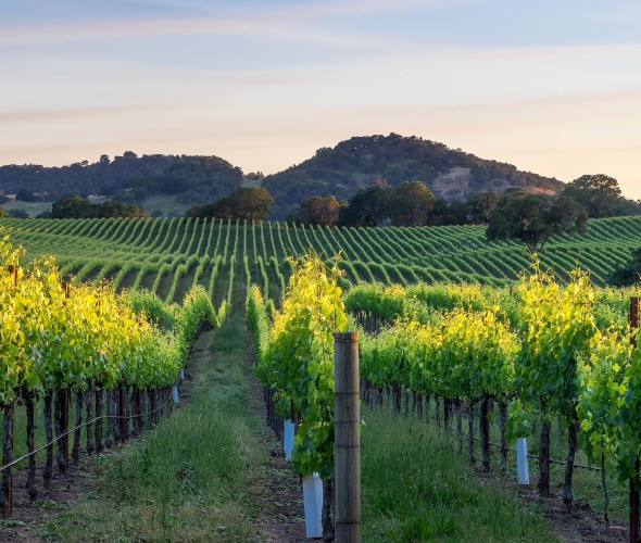 sunset on a vineyard in Healdsburg, CA, picture