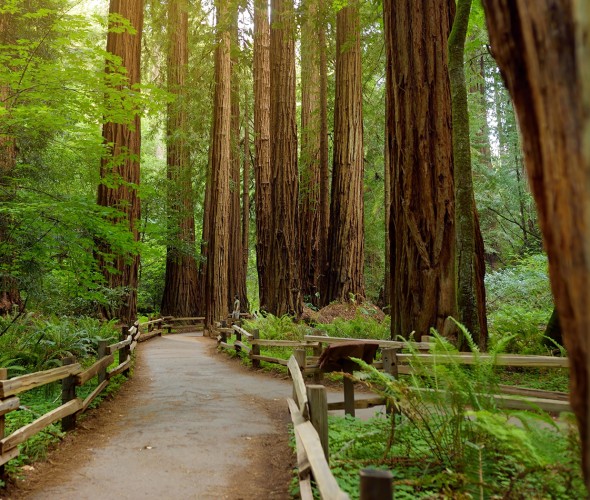 How to Beat the Crowds at Muir Woods