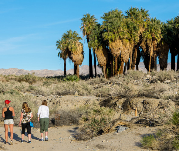 hikers in the Coachella Valley Preserve's Thousand Palms Oasis, picture