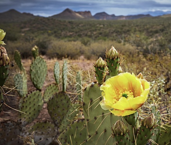 a yellow bloom on a cactus in lost dutchman state park