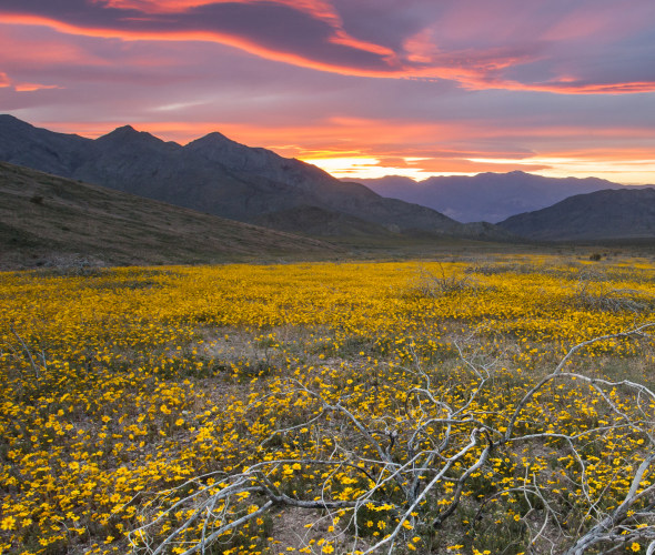 Desert Wildflowers: The West's Spring Treat