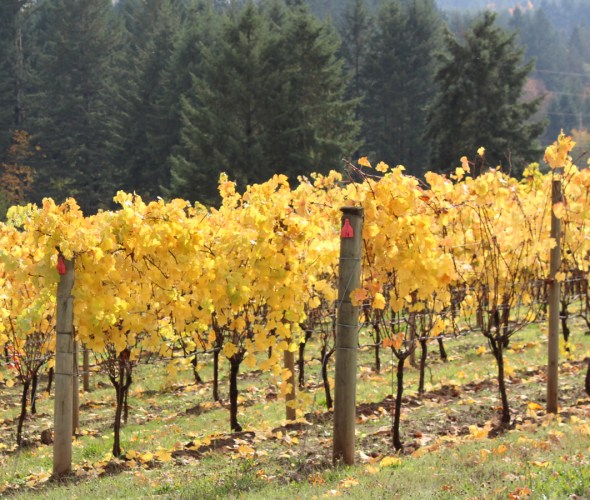 fall color on the vines and hills at Apolloni Vineyards, west of Portland, Oregon, picture