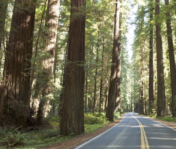 highway 101 passes through the avenue of the giants in humboldt redwoods state park