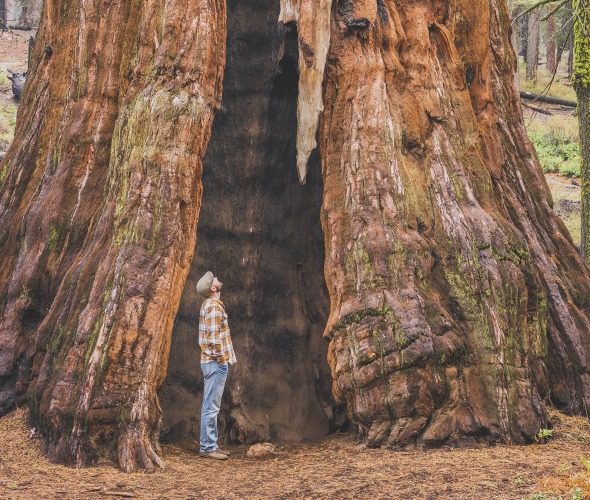 5 Exceptional Bay Area Redwood Groves