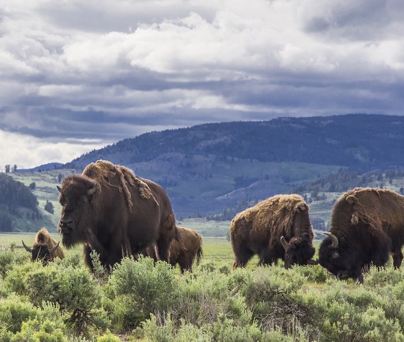 group of bison in Lamar Valley field at Yellowstone National Park