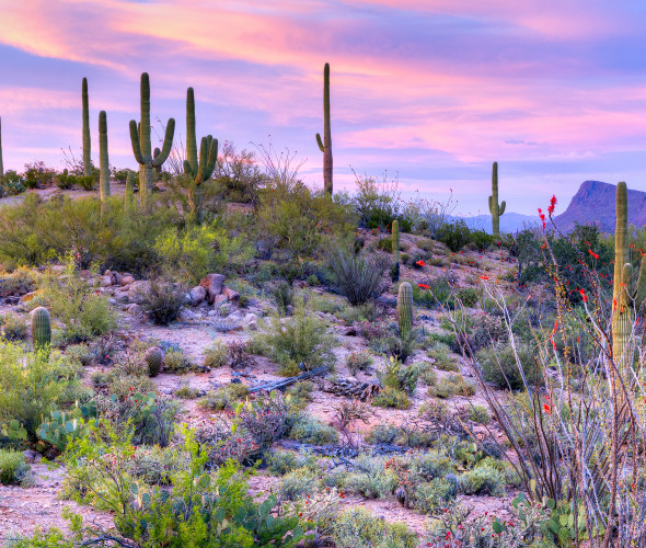 A purple and blue sunset in Saguaro National Park outside of Tucson.