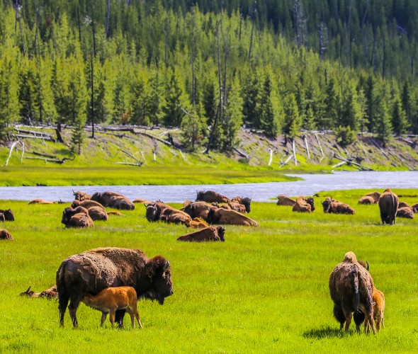 Surprising Facts About Yellowstone National Park