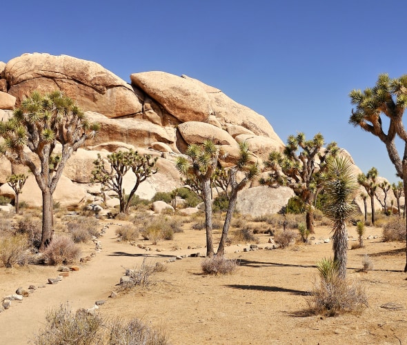 Complete Guide to Mojave National Preserve