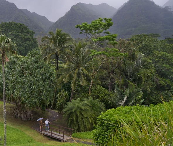 pair of visitors cross a small bridge through lush growth at Lyon Arboretum in Honolulu, Hawaii, picture