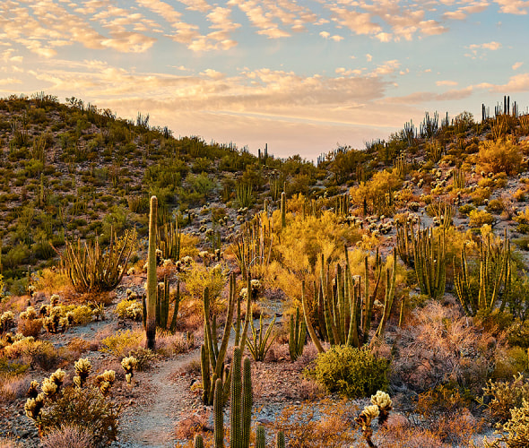 Organ Pipe Cactus National Monument at sunset, near Ajo, Arizona.