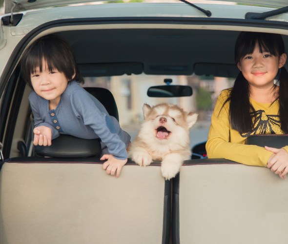 Tips for Keeping Your Pets Happy and Healthy on the Road