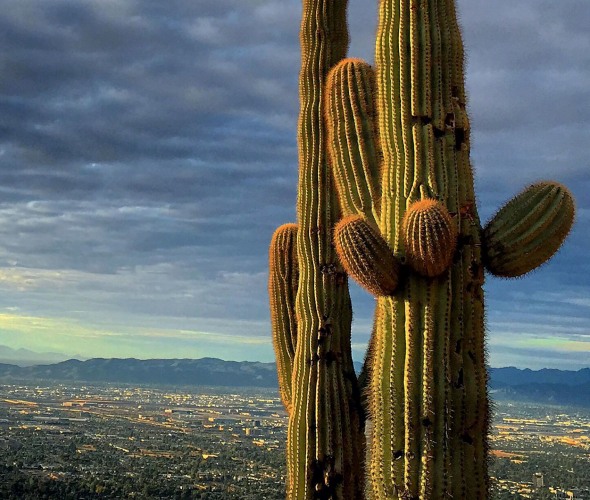saguaro cactus on camelback mountain looks over phoenix, arizona, picture