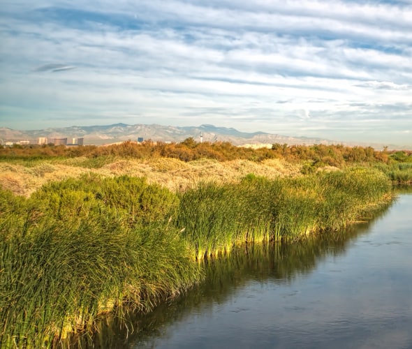 water cuts through grasslands just outside of Las Vegas in Clark County Wetlands Park, image
