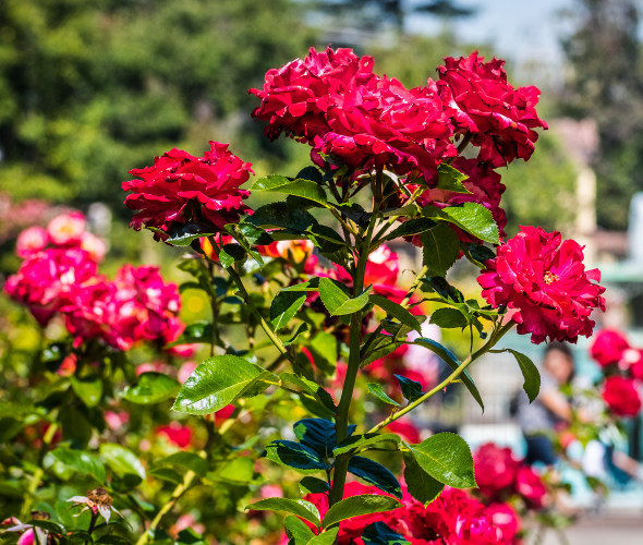 Stunning Rose Gardens in Northern California