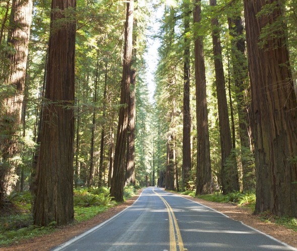 California Redwood Country Stops and Sights