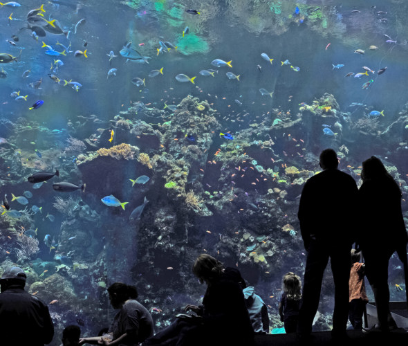 Top Aquariums in the West